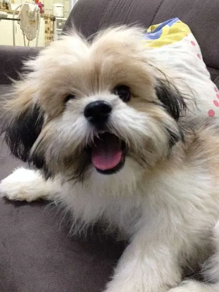 Cachorro ra a Lhasa Apso idade 2 anos nome Scooby