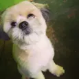 Scooby