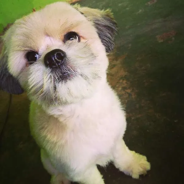 Cachorro ra a Lhasa Apso idade 2 anos nome Scooby