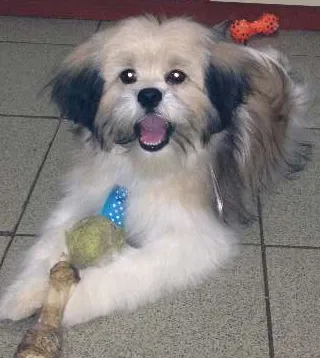 Cachorro ra a Lhasa Apso idade 2 anos nome Scooby