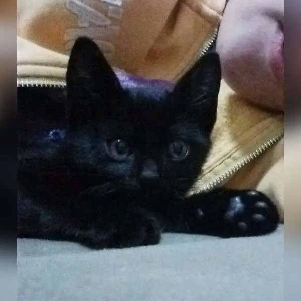 Gato ra a Vira lata idade Abaixo de 2 meses nome Jujubee