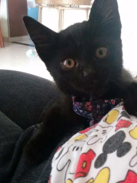 Gato ra a Vira lata idade Abaixo de 2 meses nome Jujubee