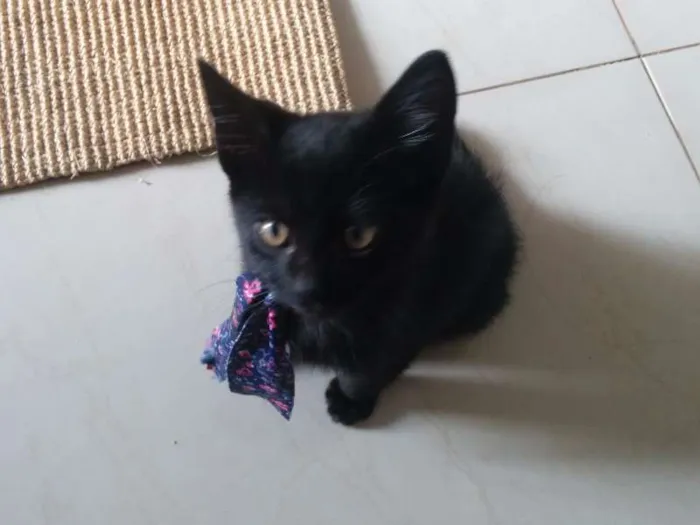 Gato ra a Vira lata idade Abaixo de 2 meses nome Jujubee