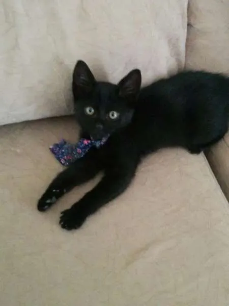 Gato ra a Vira lata idade Abaixo de 2 meses nome Jujubee