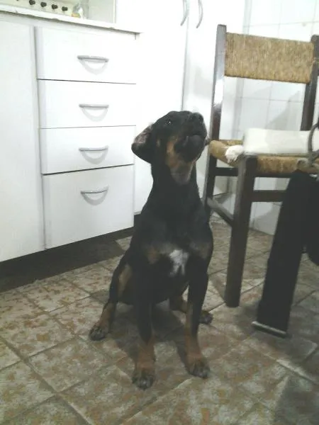 Cachorro ra a  idade 1 ano nome Patrick
