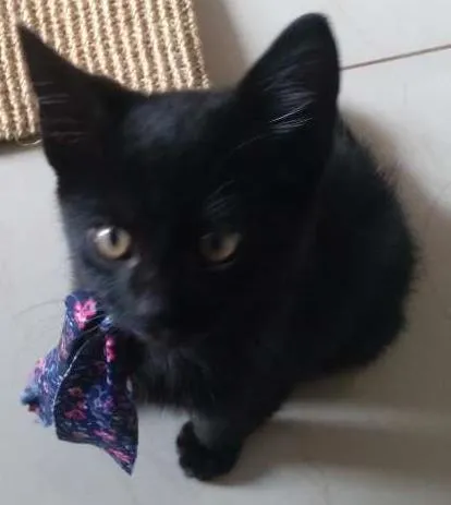 Gato ra a Vira lata idade Abaixo de 2 meses nome Jujubee