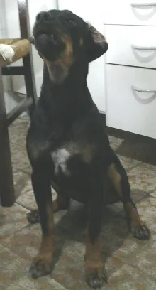 Cachorro raça  idade 1 ano nome Patrick