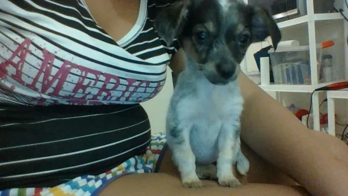 Cachorro ra a Indefinida idade Abaixo de 2 meses nome Pipoca