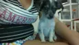 Pipoca