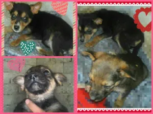 Cachorro raça SRD idade Abaixo de 2 meses nome Felícia e Cindy - 2