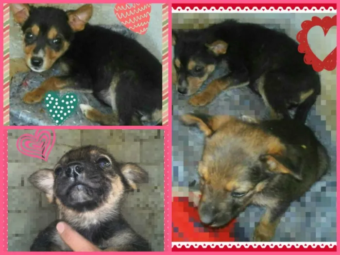 Cachorro ra a SRD idade Abaixo de 2 meses nome Felícia e Cindy - 2