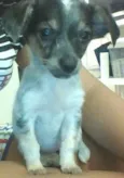 Pipoca