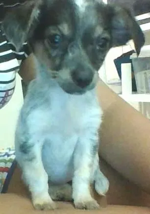 Cachorro ra a Indefinida idade Abaixo de 2 meses nome Pipoca
