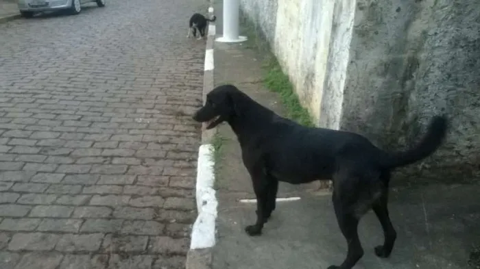 Cachorro ra a  idade 2 a 6 meses nome pretao