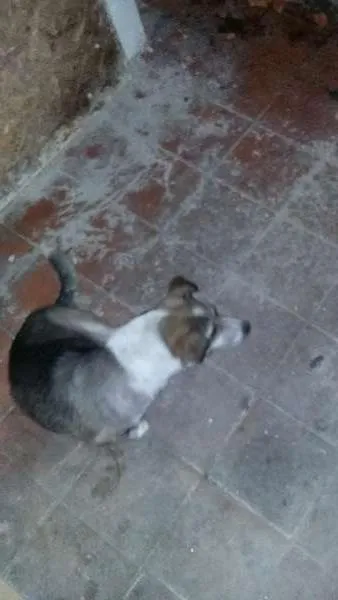 Cachorro ra a vira lata idade 2 a 6 meses nome Negão/branquinha
