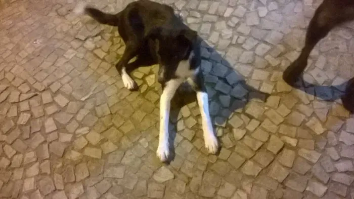 Cachorro ra a  idade 1 ano nome aurora