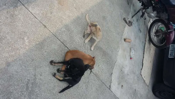 Cachorro ra a vira lata idade 2 a 6 meses nome Negão/branquinha