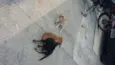 Negão/branquinha