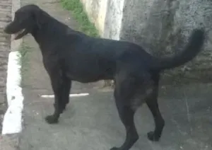 Cachorro raça  idade 2 a 6 meses nome pretao