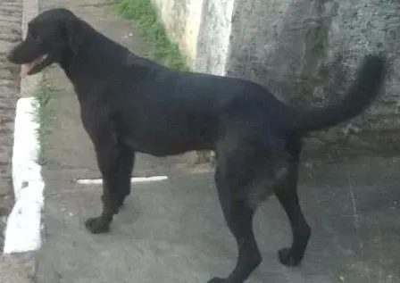 Cachorro ra a  idade 2 a 6 meses nome pretao