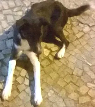 Cachorro ra a  idade 1 ano nome aurora