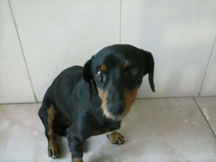 Cachorro ra a vira lata idade 6 ou mais anos nome Feijão