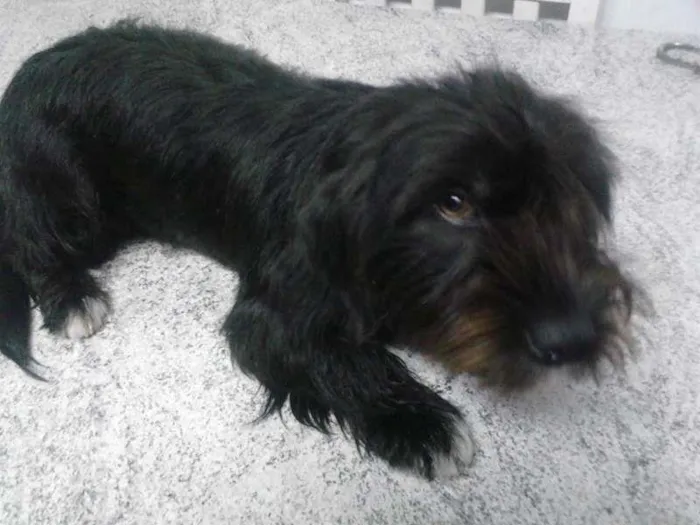Cachorro ra a Vira lata idade 3 anos nome Nega