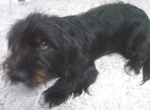 Cachorro raça Vira lata idade 3 anos nome Nega