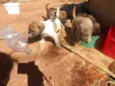 Anjos