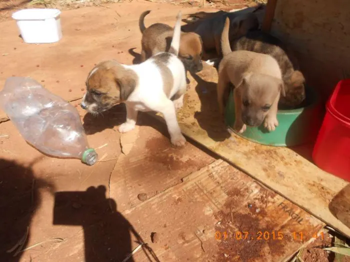 Cachorro ra a SRD idade  nome Anjos