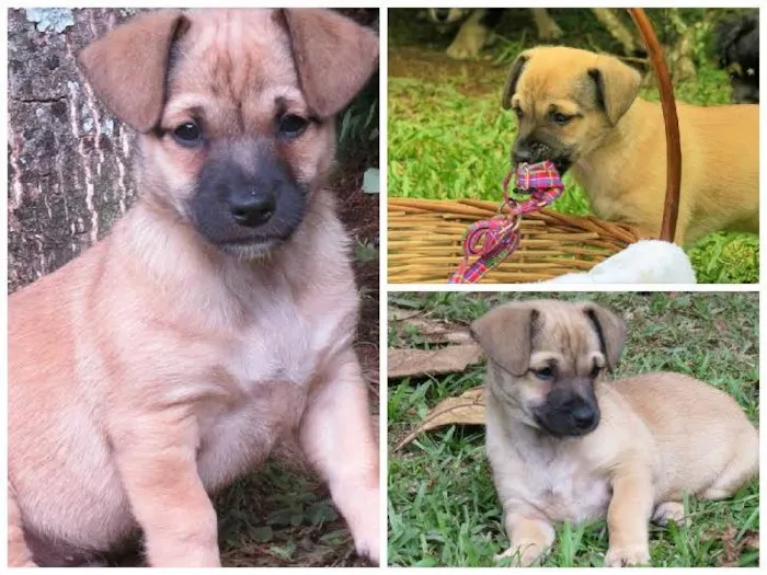 Cachorro ra a SRD idade 2 a 6 meses nome Bruce Lee 