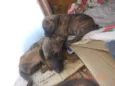 Anjos