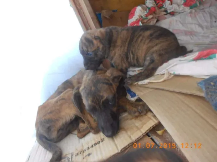 Cachorro ra a SRD idade  nome Anjos