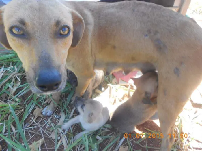 Cachorro ra a SRD idade  nome Anjos
