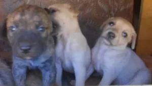 Cachorro raça SRD idade  nome Anjos