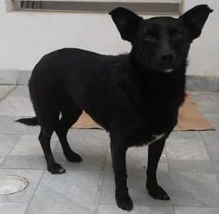Cachorro ra a Vira Lata idade 1 ano nome Sem nome