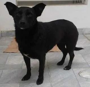 Cachorro ra a Vira Lata idade 1 ano nome Sem nome