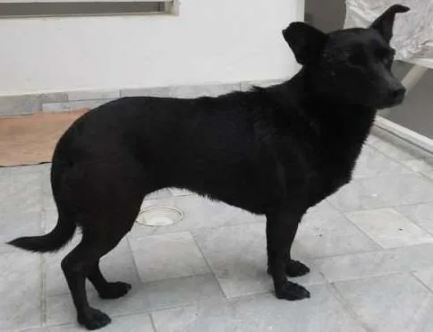 Cachorro ra a Vira Lata idade 1 ano nome Sem nome