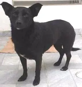 Cachorro ra a Vira Lata idade 1 ano nome Sem nome