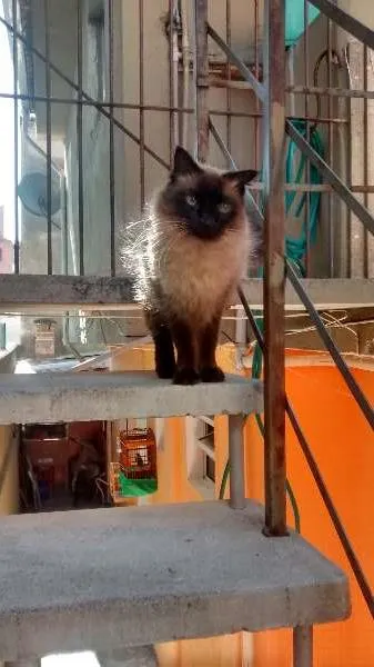 Gato ra a Siamês idade 2 anos nome nina