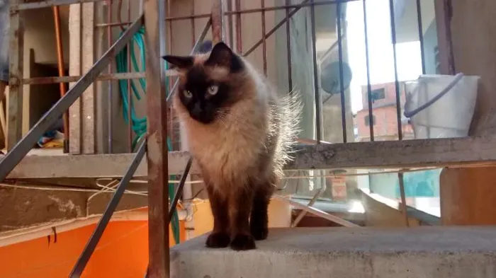 Gato ra a Siamês idade 2 anos nome nina