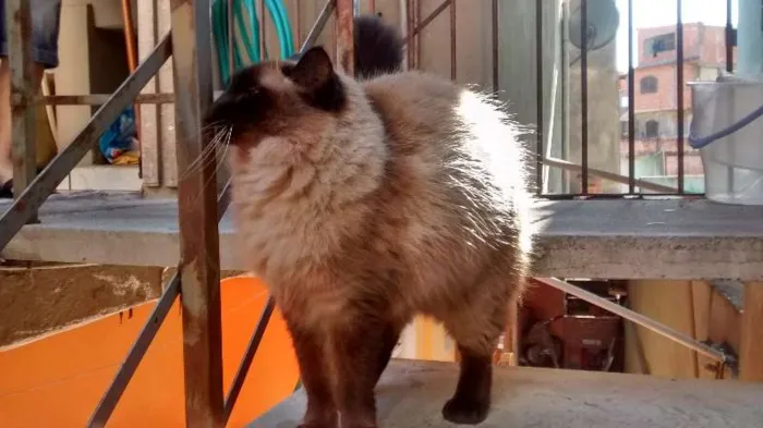 Gato ra a Siamês idade 2 anos nome nina