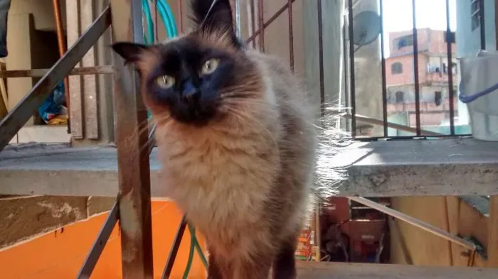 Gato ra a Siamês idade 2 anos nome nina