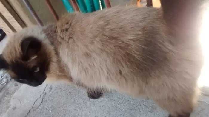 Gato ra a Siamês idade 2 anos nome nina