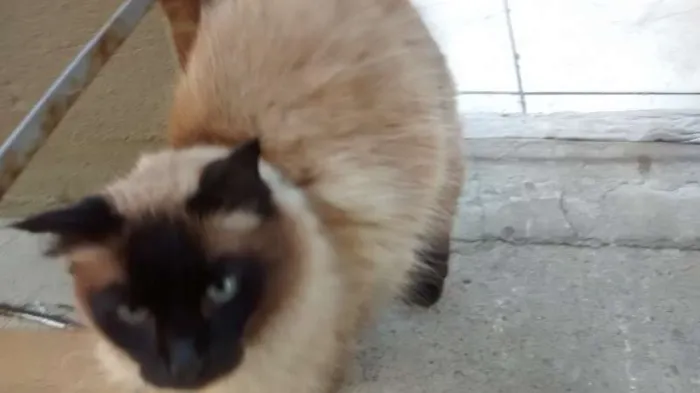 Gato ra a Siamês idade 2 anos nome nina