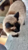 nina