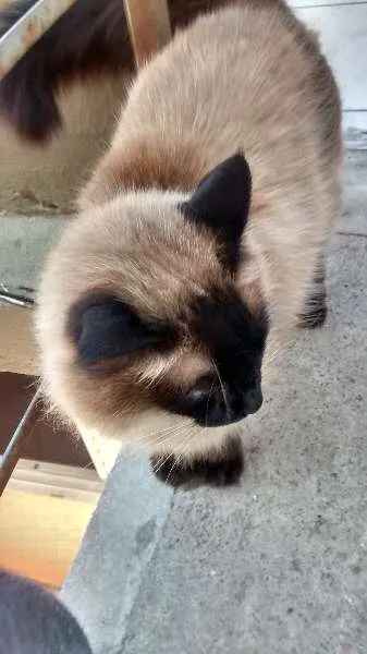 Gato ra a Siamês idade 2 anos nome nina