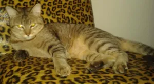 Gato raça SRD (Pelo curto Brasileiro) idade 1 ano nome Aiko
