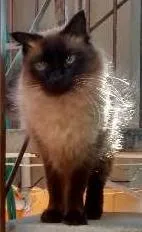 Gato ra a Siamês idade 2 anos nome nina