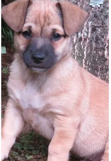 Cachorro ra a SRD idade 2 a 6 meses nome Bruce Lee 
